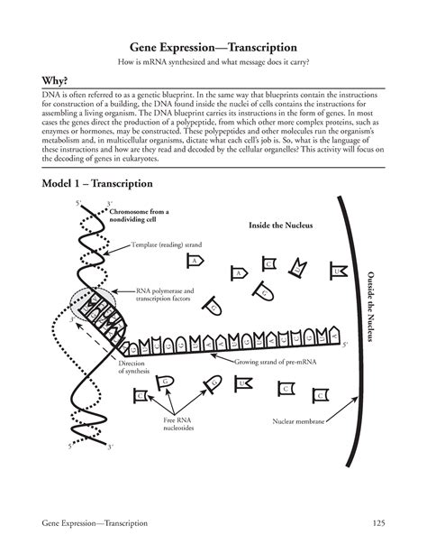 BIOL MISC. . Gene expression transcription pogil